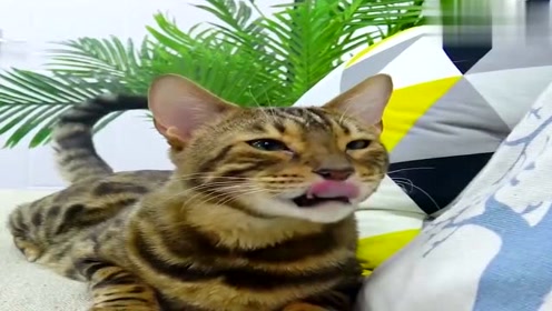 小歪套路豹豹,让豹豹承认自己是猪,城市套路深,我要回农村!