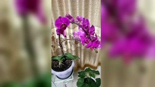蝶兰 腾讯视频