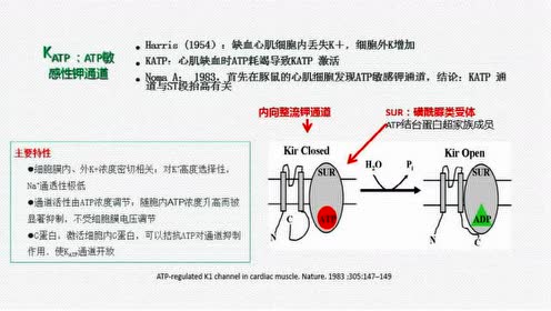 心肌动作电位 腾讯视频