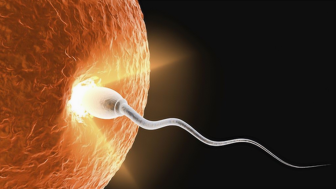 受精卵(卵子和精子的结合体)_搜狗百科