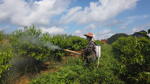 五亩果园五百棵果树,用这设备,喷一次农药仅需一百多斤水