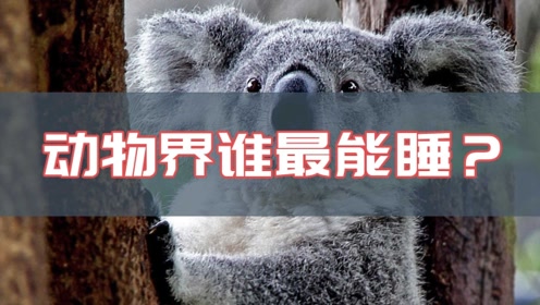 动物睡眠 腾讯视频