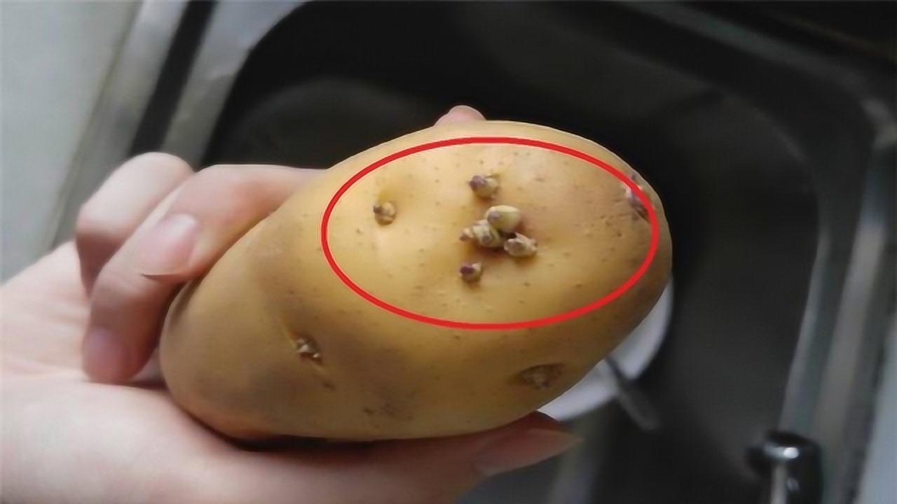 发芽的土豆不能吃?很多人都误解了,活了30年才明白!