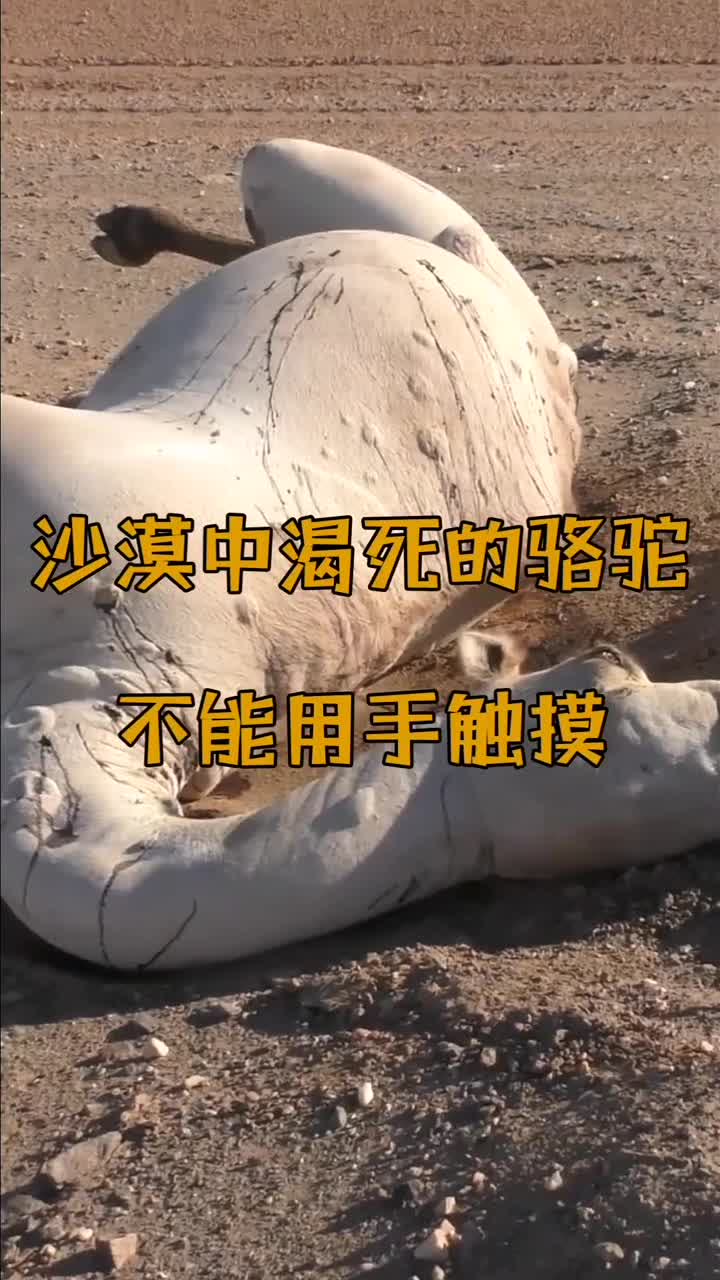 1080p蓝光画质 三倍流畅播放 4k超清体验  00:13   沙漠中渴死的骆驼
