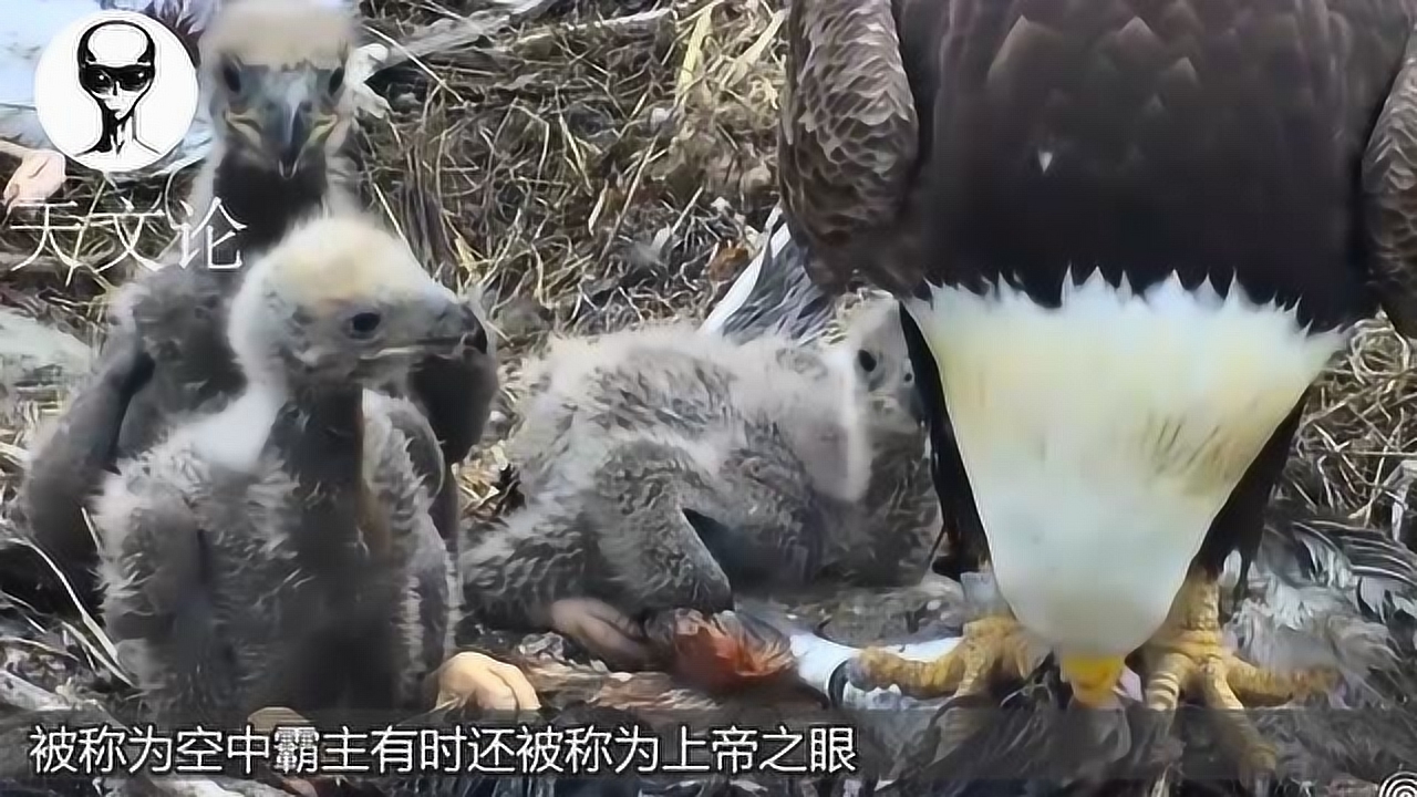 老鹰抓小孩,没想到飞不起来反被抓,镜头记录全过程!