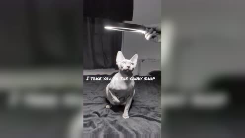 雌雄猫 腾讯视频