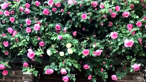 能爬篱笆 腾讯视频