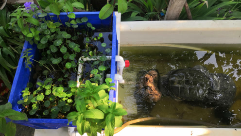 龟池用沼泽过滤到底能不能净化水质,使用半个月后看水质就明白了