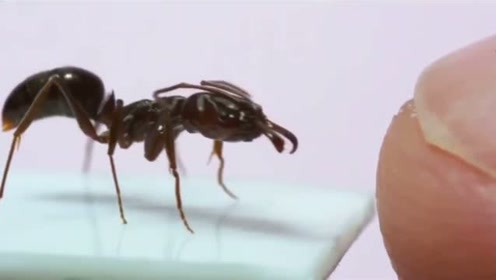 奥州巨大红蚂蚁 腾讯视频