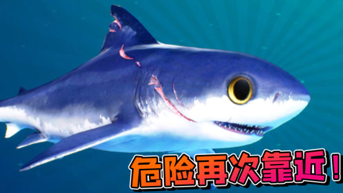 食人鲨:一鼓作气挑战水中巨鳄!小飞象解说