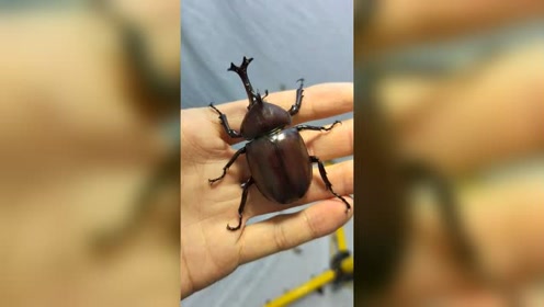 独角仙的叫声,你肯定没听过!