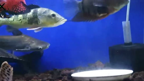 腾讯视频