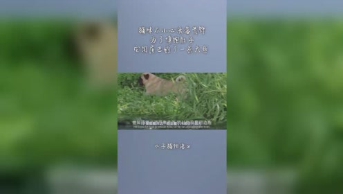 子猫物语 腾讯视频