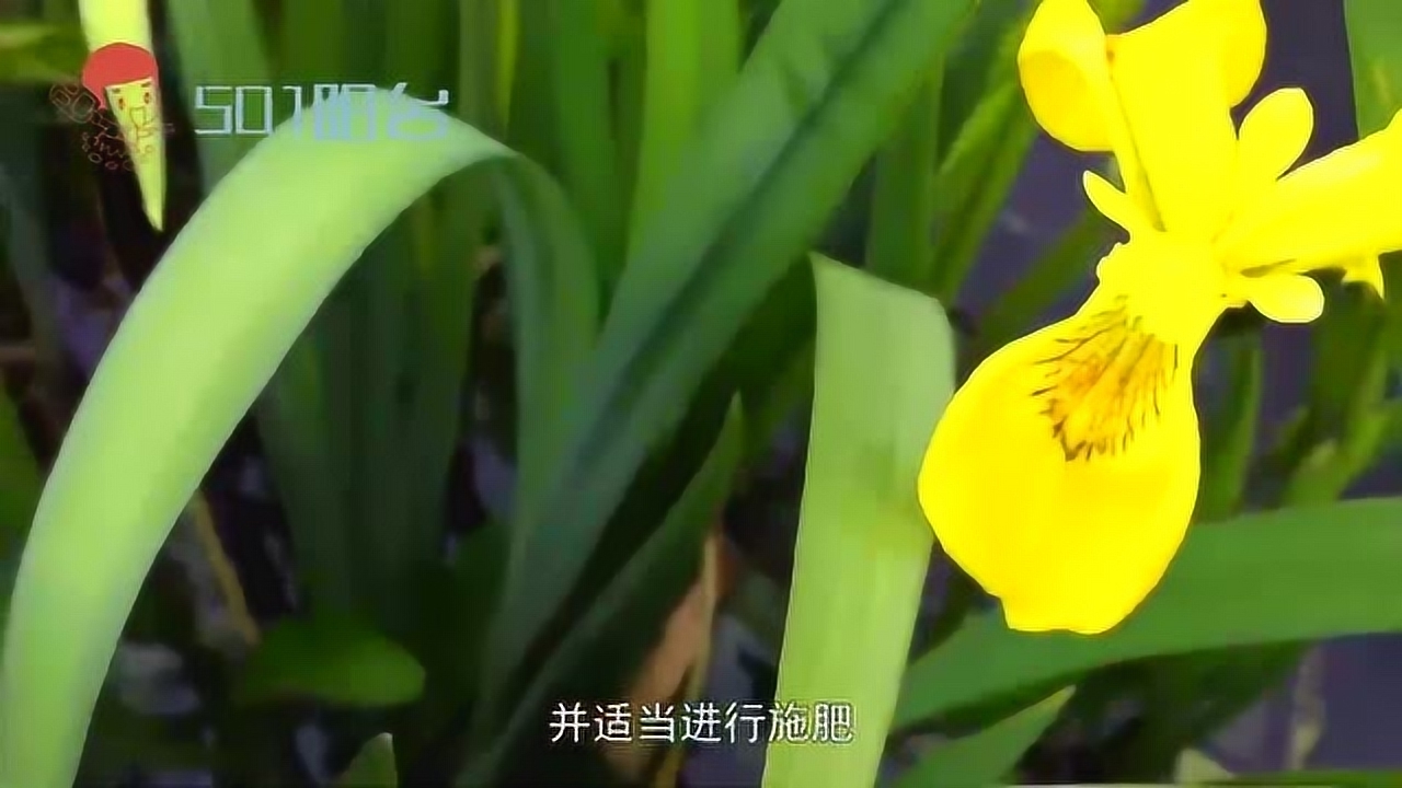 黄菖蒲 鸢尾科鸢尾属植物 搜狗百科