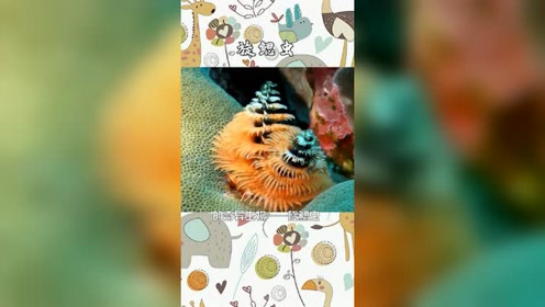 大旋鳃虫 腾讯视频