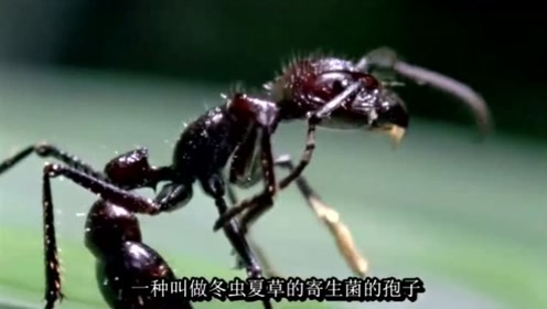 真菌的力量 冬虫夏草是怎么繁殖的 腾讯视频