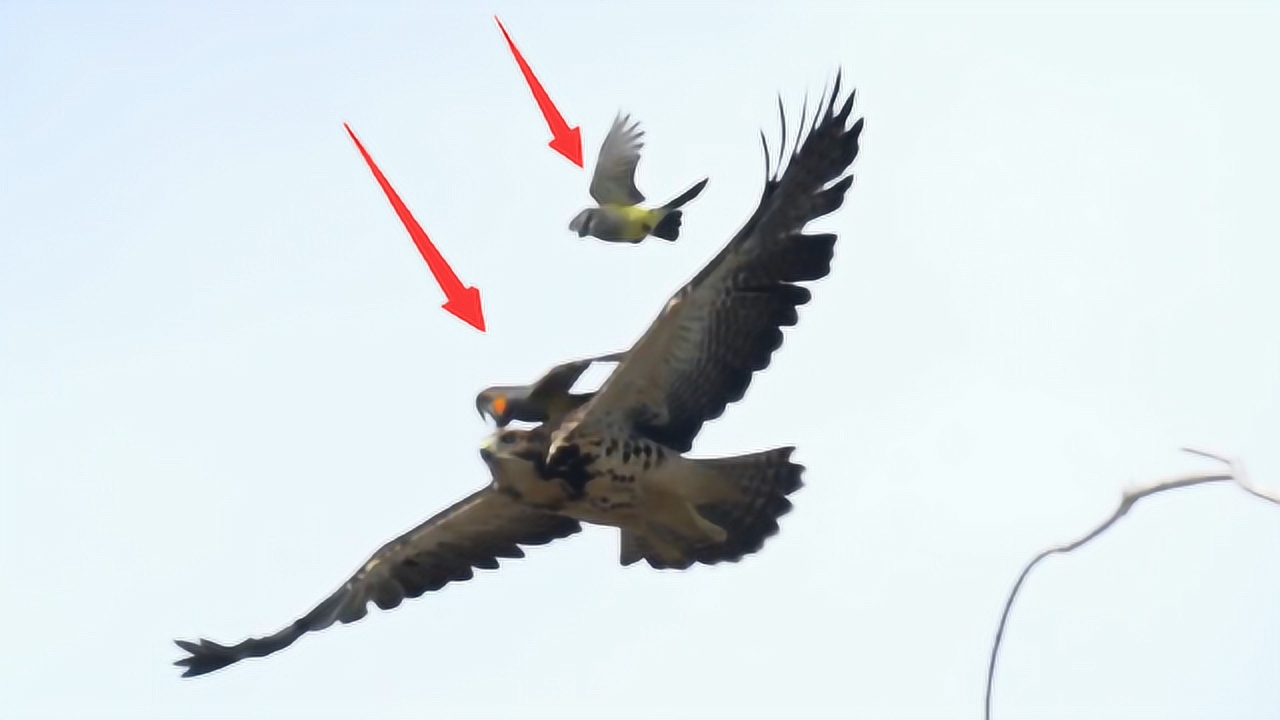 97万观看01:13游隼竟然也有天敌,遇到后得赶紧逃,网友:真是鸟不可貌相