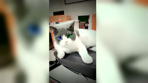 绿色宝石 腾讯视频