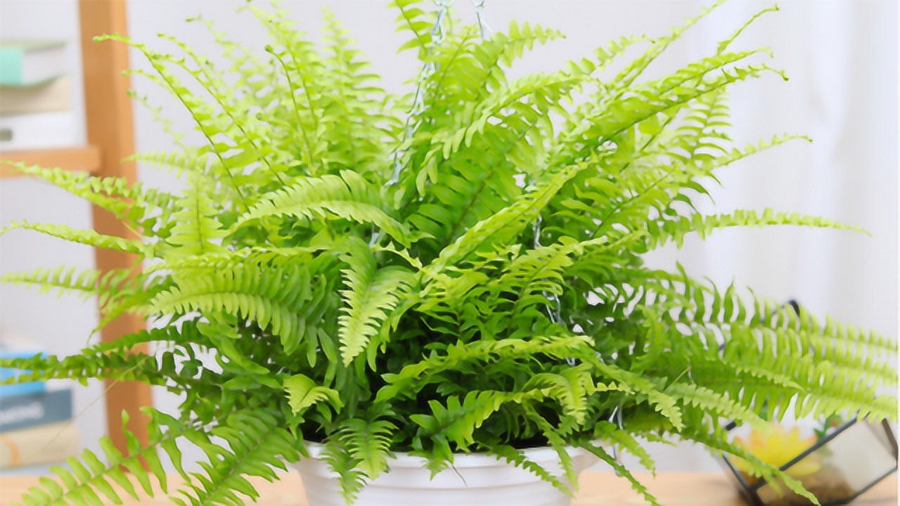 观叶植物波士顿蕨,不仅可以净化空气,还能吸收油烟和甲醛,养护也很
