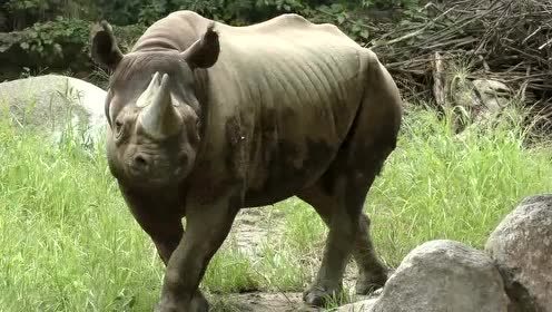 庞大的犀牛身上全是屎,也没人清理!撒尿的方式好独特