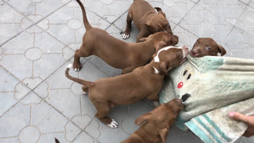 比特犬犬王争霸 腾讯视频