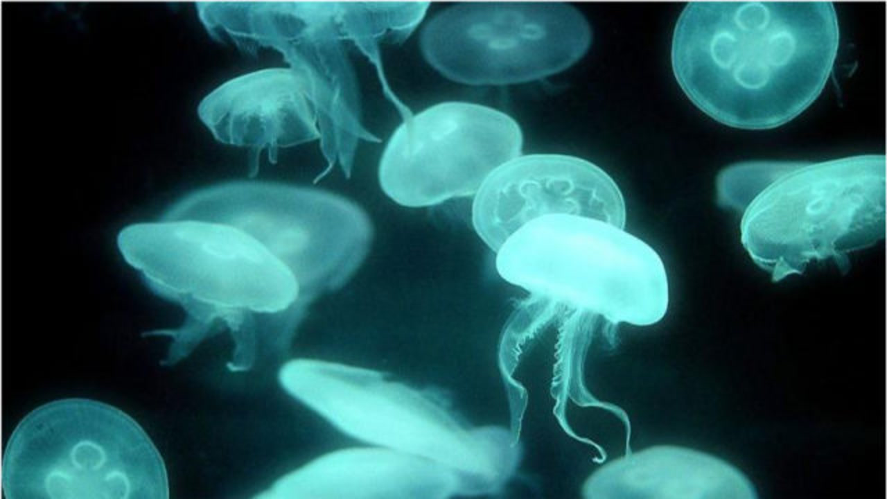 生物发光_搜狗百科