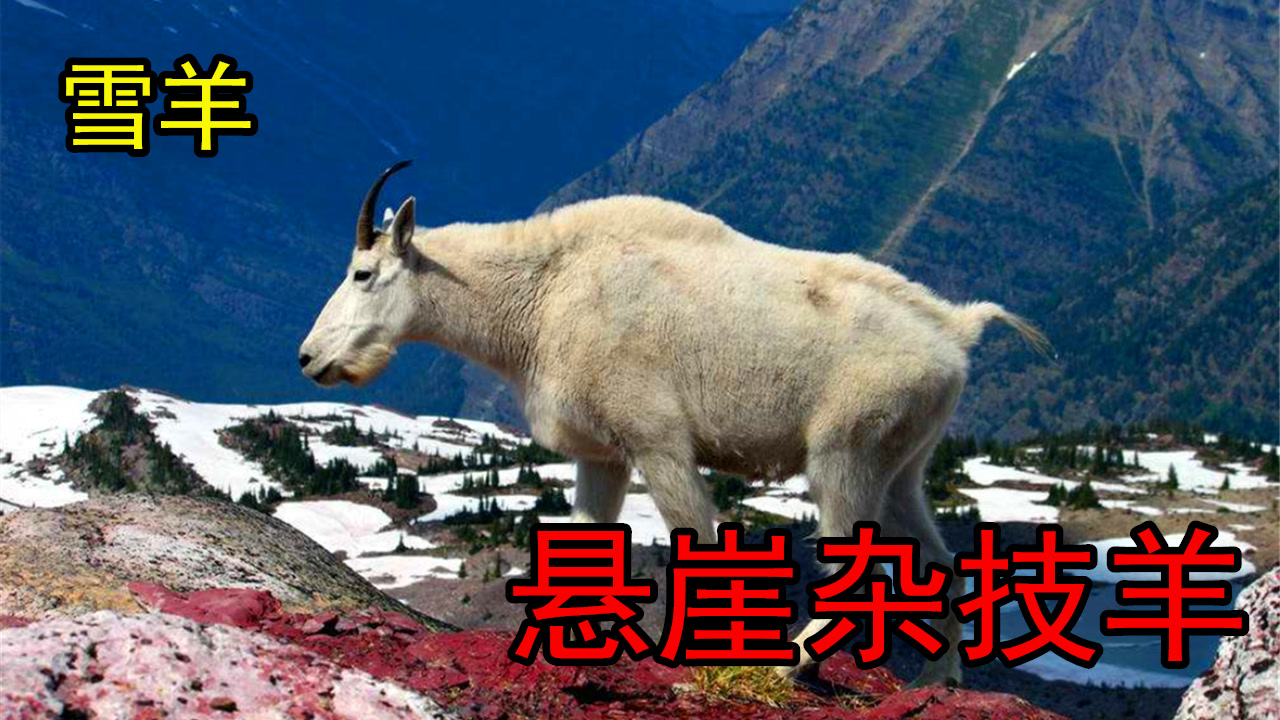 雪羊(牛科雪羊属动物)_搜狗百科