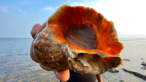 大海退潮后,二强赶海在礁石区发现巨型海螺,这可发财了
