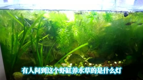 Led水草灯 腾讯视频