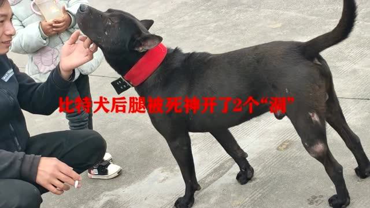 狗市场:土狗王死神咬腿击败比特后,暴君逼近死神家门口,50斤狗王对决!