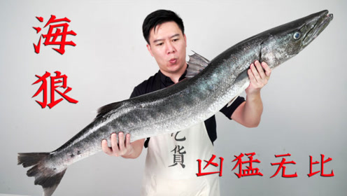 非常凶猛的海狼鱼,这么做感觉都不好吃,出锅后却亏大了