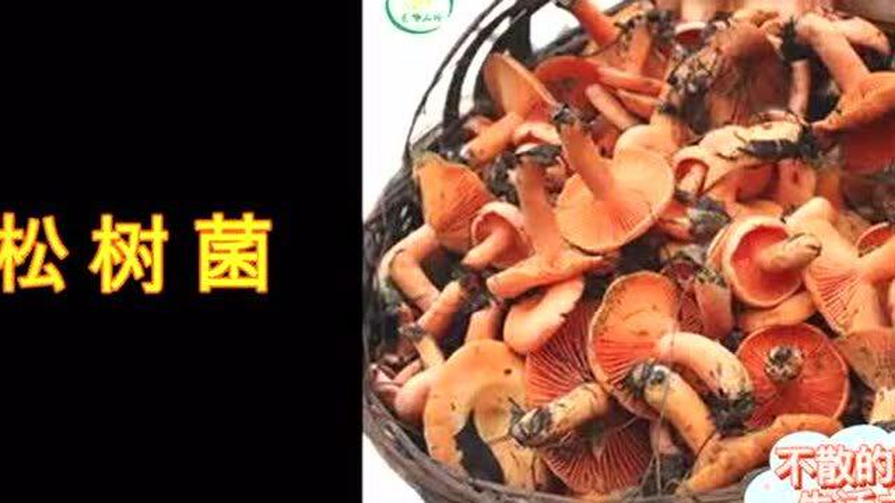 菌类 食用真菌总称 搜狗百科