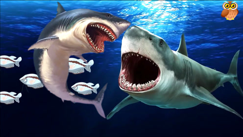 巨齿鲨为何会灭绝?大白鲨虎鲨牛鲨科普英语单词学习