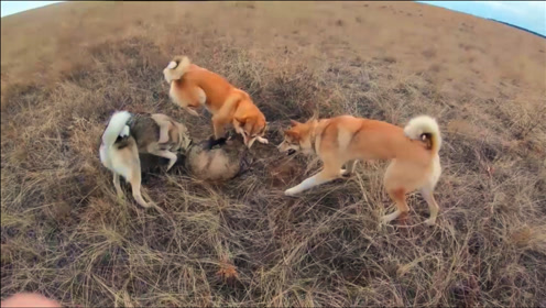 狗狗合作狩猎一只獾