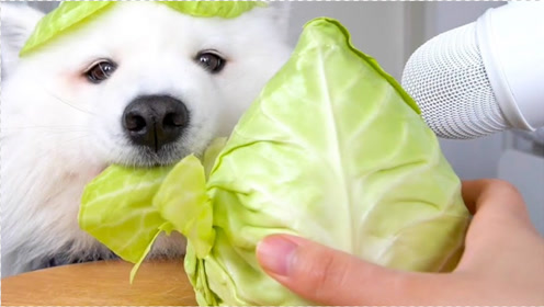 爱吃包菜的狗狗有多可爱?妹子实拍萌宠吃播,网友表示太治愈了