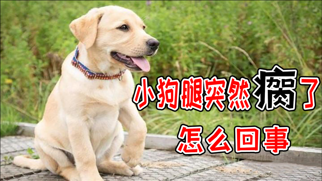 小狗腿突然瘸了怎么回事