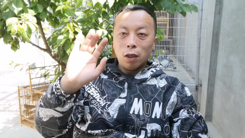 上传者:养鸽小刘时 间:2020-04-12养鸽大叔这只公棚鸽子要卖1000块钱