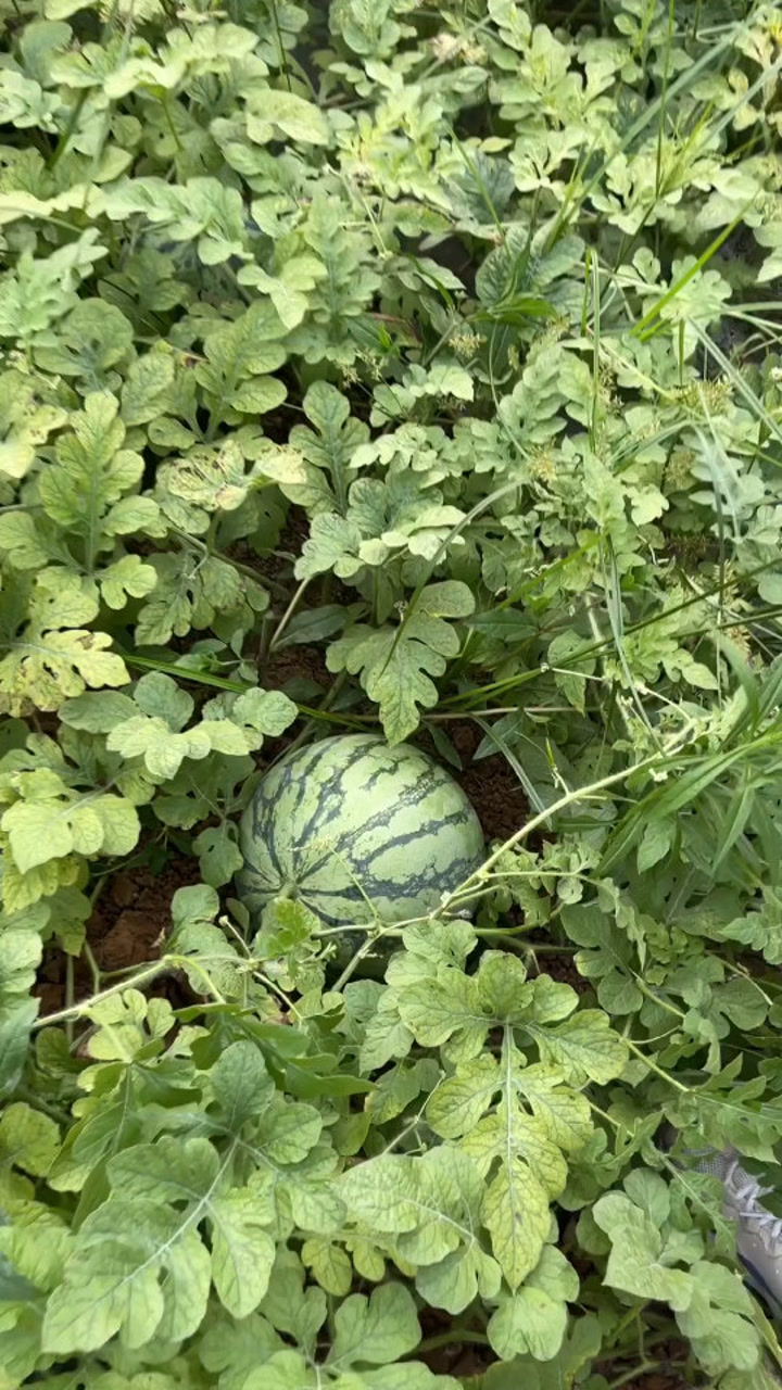 瓜田里发现了新品瓜,我是不是赚了?