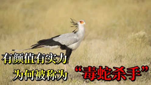 蛇鹫捕蛇 腾讯视频