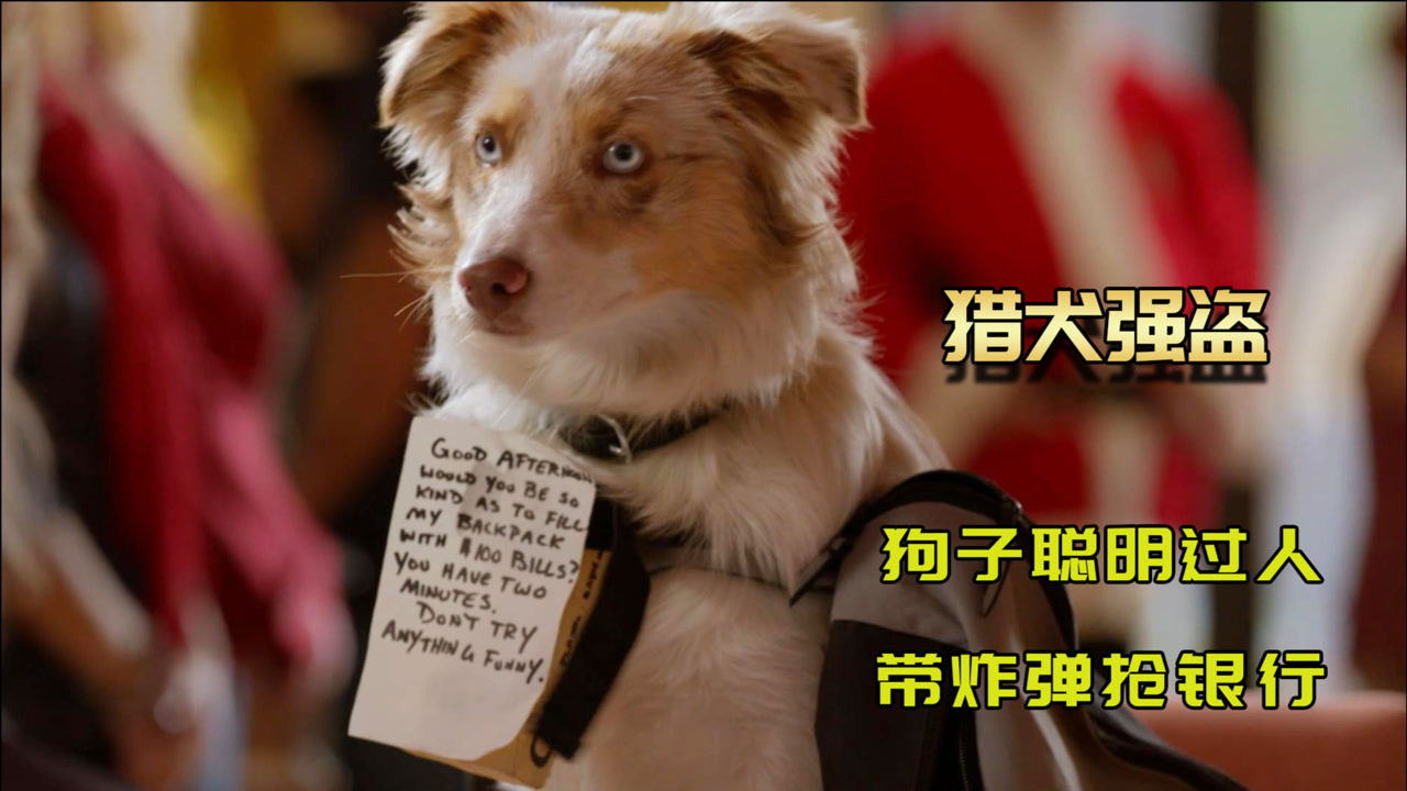 为了帮主人赚钱养家,狗子亲自上阵打劫银行,喜剧片《猎犬强盗》