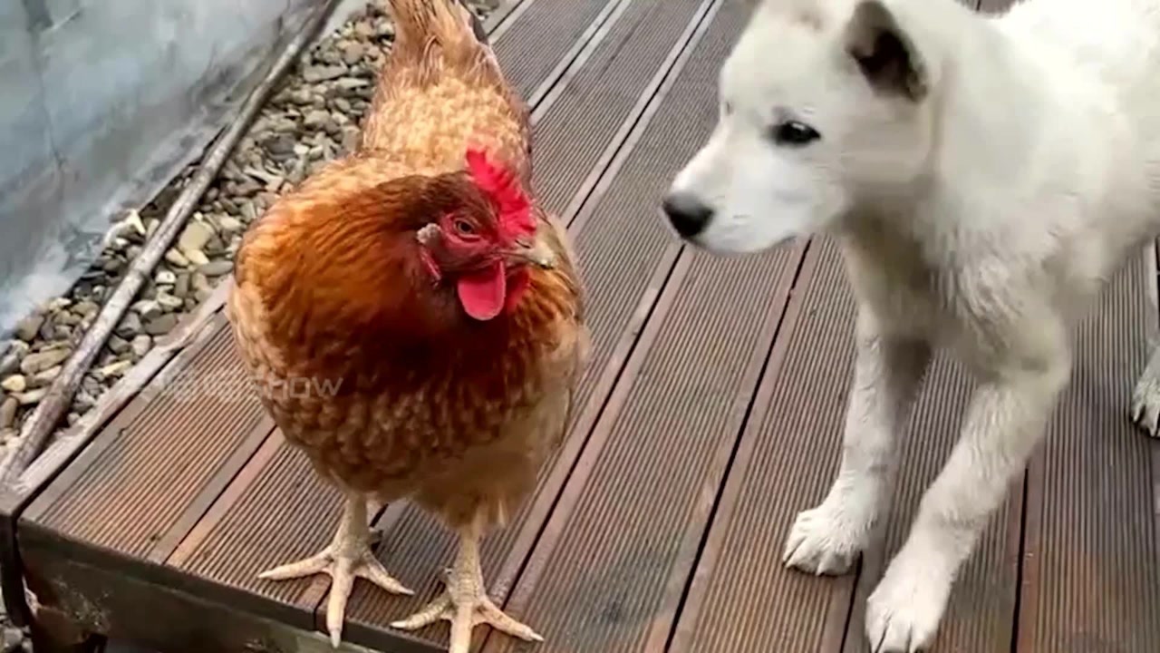 狗狗和鸡的争斗,是鸡飞狗跳,还是和谐共处