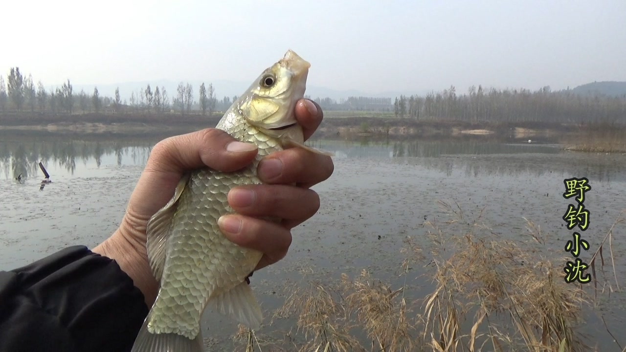 下一个 打开循环播放 100