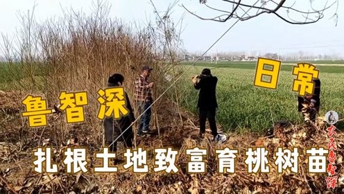 農民魯智深利用土地致富,再出新招,地頭賣蟠桃樹苗,量大從優啊