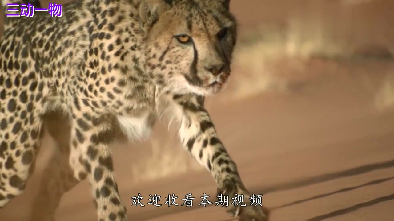 世界上最令人心疼的猎豹:生活在撒哈拉沙漠,常常饿得面黄肌瘦