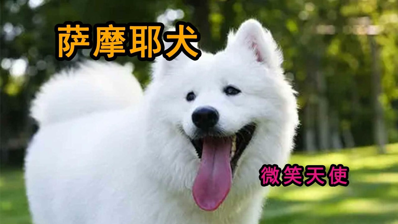萨摩耶犬 犬科哺乳动物 搜狗百科