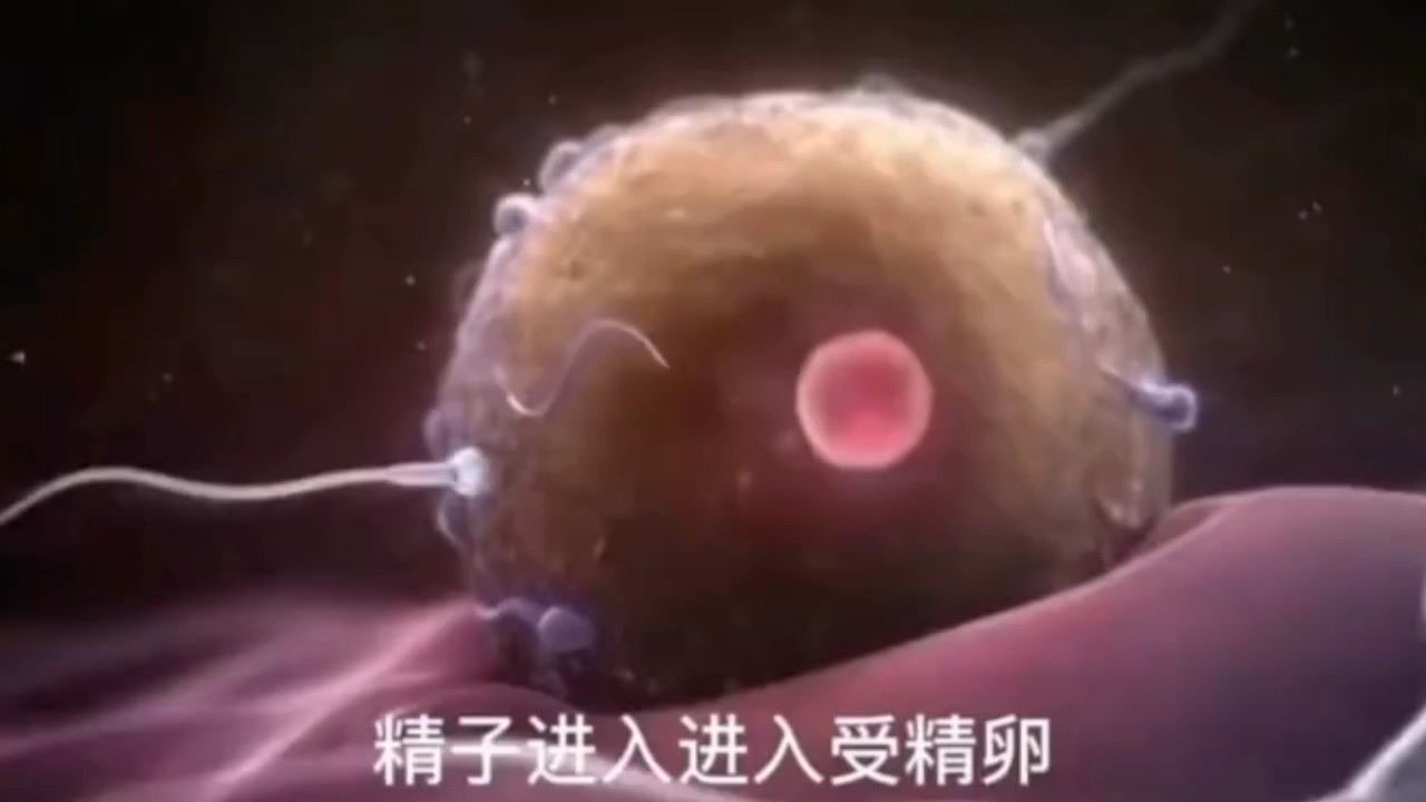 受精卵 卵子和精子的结合体 搜狗百科