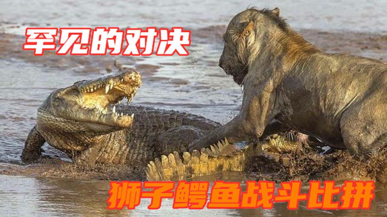 罕见的动物世界对决,草原之王围攻鳄鱼,这场面也太凶残了吧