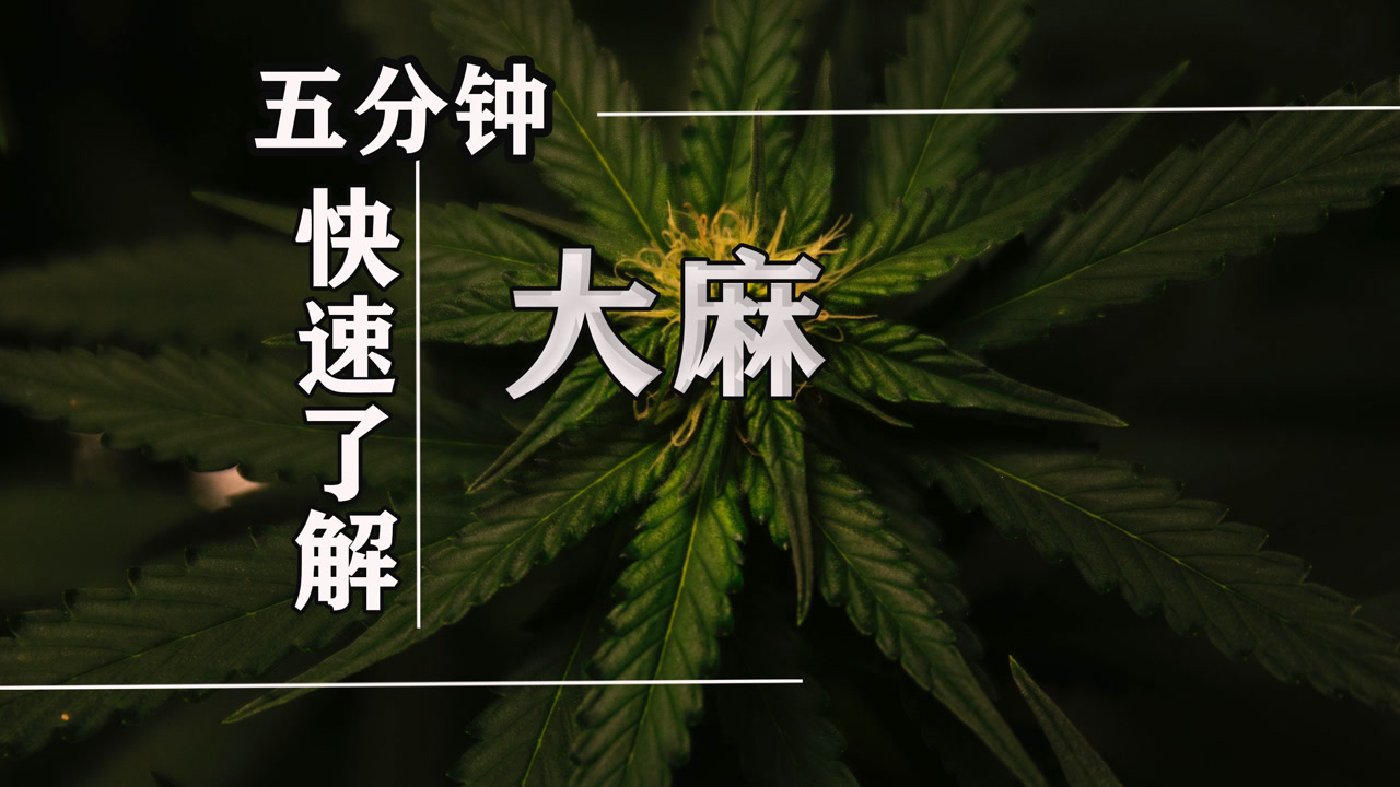 大麻 大麻科大麻属植物 搜狗百科