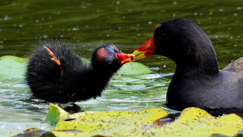黑水鸡小时候太可爱了!黑色的绒毛 红色的小尖嘴