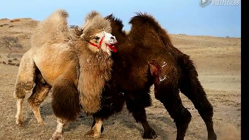 唯美正蓝旗 公骆驼的爱情故事